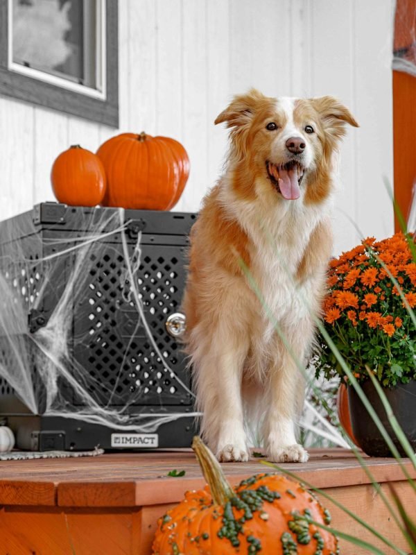 pexels-impact-dog-crates-1789722873-28829467